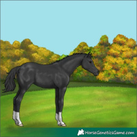 Horse Color:Black 