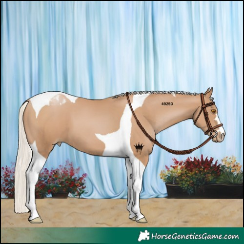 Horse Color:Silver Black Pearl Tobiano 