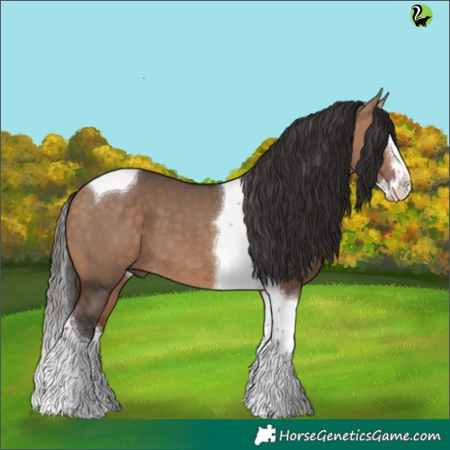 Horse Color:Bay Dun Splash Tobiano 