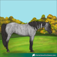 Horse Color:Smoky Blue Roan 