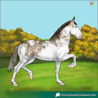 Horse Color:Plaid  Brown Splash Appaloosa 