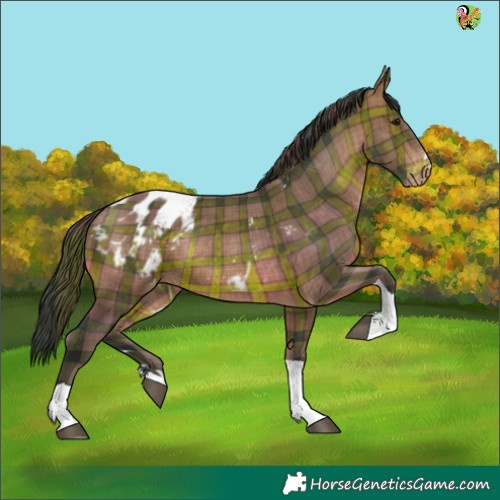 Horse Color:Plaid  Brown Tobiano Appaloosa 