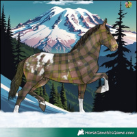 Horse Color:Plaid  Brown Tobiano Appaloosa 