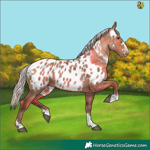 Horse Color:Plaid  Silver Brown Appaloosa 