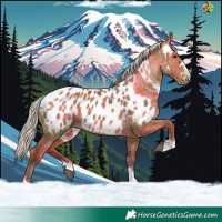 Horse Color:Plaid  Silver Brown Appaloosa 