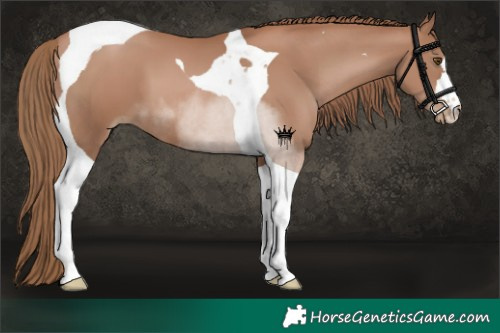 Horse Color:Black Pearl Tobiano 