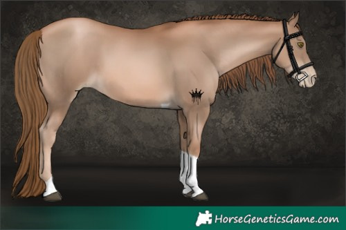 Horse Color:Liver Chestnut Pearl Tobiano 