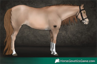 Horse Color:Liver Chestnut Pearl Tobiano