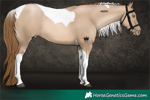 Horse Color:Liver Red Dun Pearl Tobiano Rabicano 