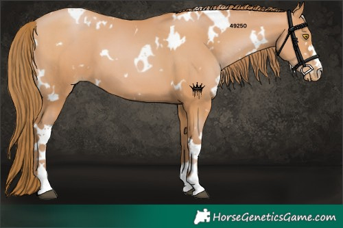 Horse Color:White Spotted Bay Pearl 
