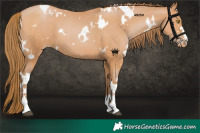Horse Color:White Spotted Bay Pearl