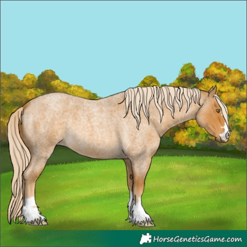 Horse Color:Palomino Roan