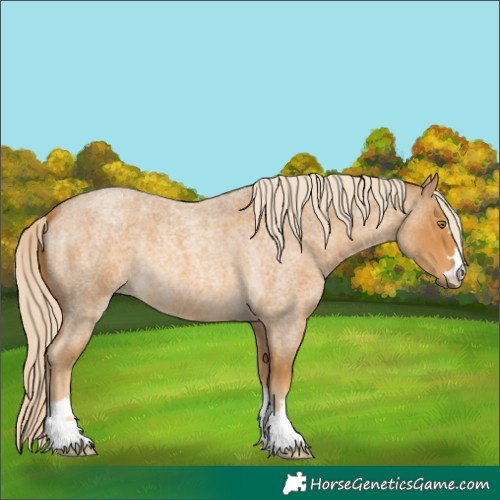 Horse Color:Palomino Roan 