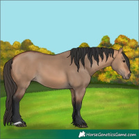 Horse Color:Bay Dun