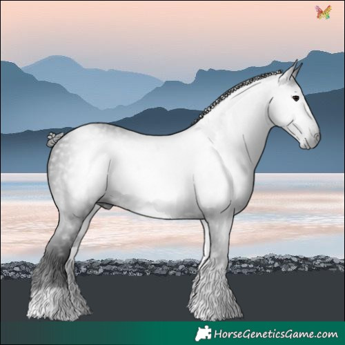 Horse Color:Gray White Spotted Black 