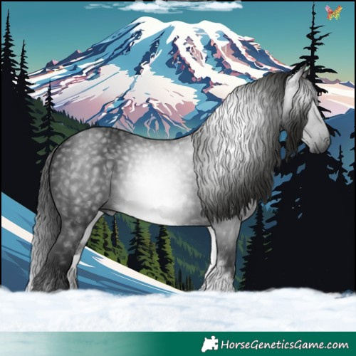 Horse Color:Gray White Spotted Black 