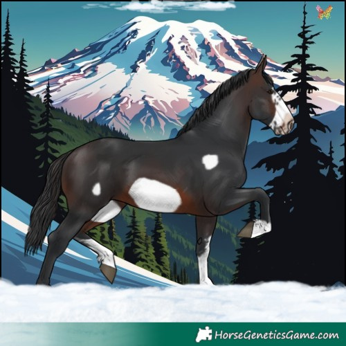 Horse Color:Brown Sabino Frame 