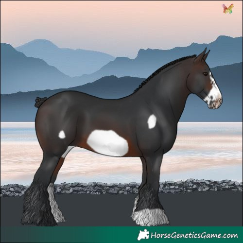 Horse Color:Brown Sabino Frame 
