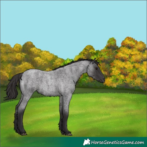Horse Color:Smoky Blue Roan 