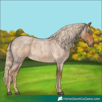 Horse Color:Chocolate Palomino Roan 