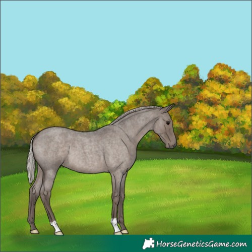 Horse Color:Unknown 
