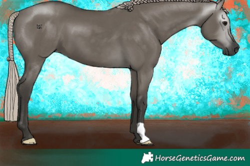 Horse Color:Gray Silver Grullo 