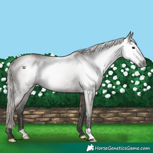 Horse Color:Gray Silver Grullo