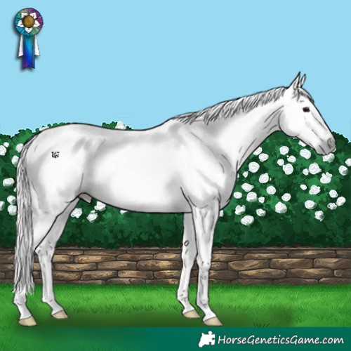 Horse Color:Gray White Spotted Grullo Appaloosa