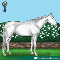 Horse Color:Gray White Spotted Grullo Appaloosa