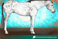 Horse Color:Gray White Spotted Grullo Appaloosa