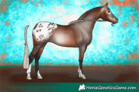 Horse Color:Gray Silver Bay Appaloosa 