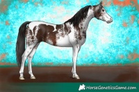 Horse Color:Gray White Spotted Bay Tobiano