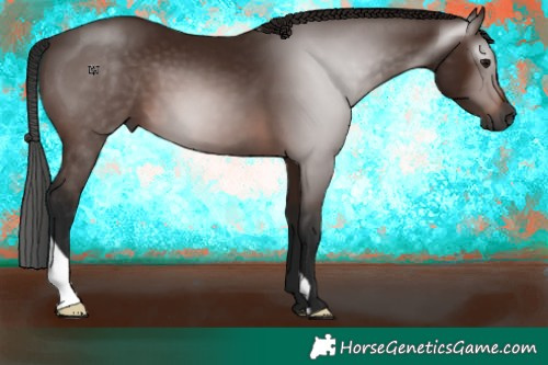 Horse Color:Gray Bay 