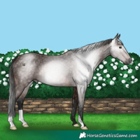 Horse Color:Gray Bay 