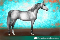 Horse Color:Gray Black 