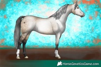 Horse Color:Gray Bay Dun 