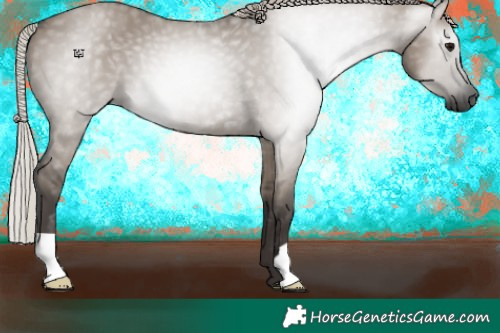 Horse Color:Gray Silver Grullo 