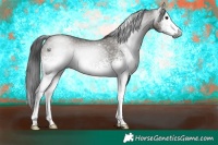 Horse Color:Gray White Spotted Grullo 