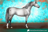 Horse Color:Gray Grullo