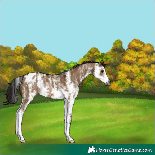 Horse Color:Gray White Spotted Bay Dun Appaloosa 