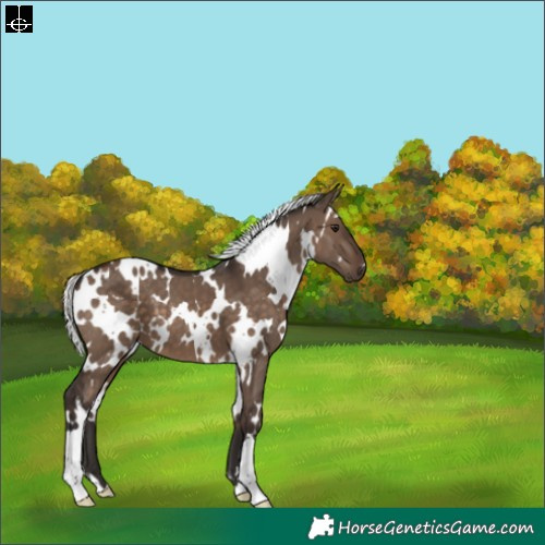 Horse Color:White Spotted Silver Brown Dun 