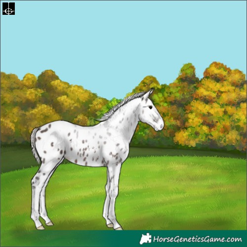 Horse Color:White Spotted Silver Brown Sabino Leopard 