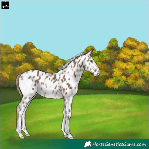 Horse Color:White Spotted Chocolate Palomino Sabino Leopard 