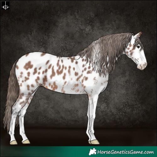 Horse Color:White Spotted Bay Appaloosa 