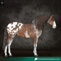 Horse Color:White Spotted Bay Appaloosa