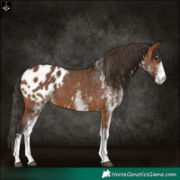 Horse Color:White Spotted Bay Appaloosa 