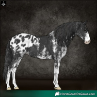 Horse Color:White Spotted Black Blanket 