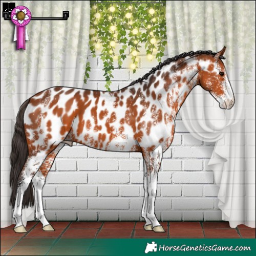 Horse Color:White Spotted Bay Appaloosa 