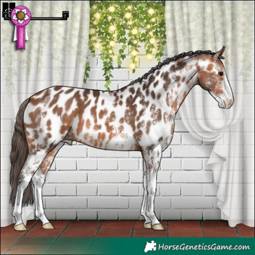Horse Color:White Spotted Bay Near Leopard 