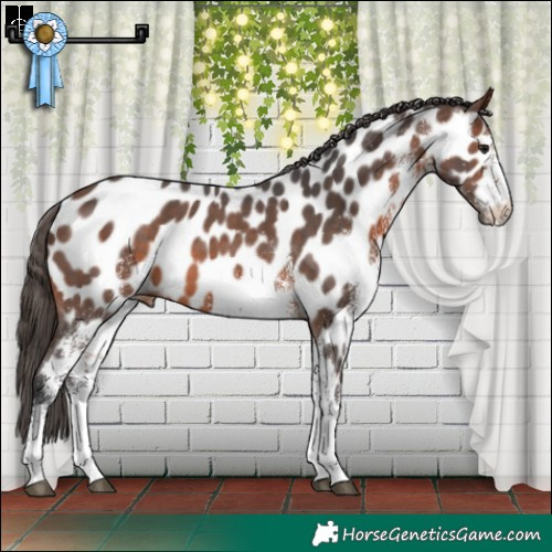 Horse Color:White Spotted Brown Near Leopard 